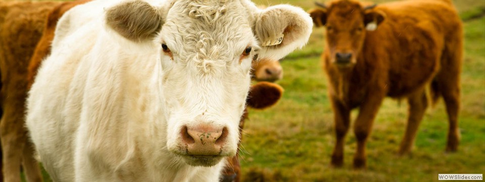 Beefalo
