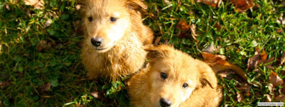 Wonderful Goldens