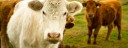 Beefalo