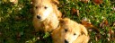 Wonderful Goldens